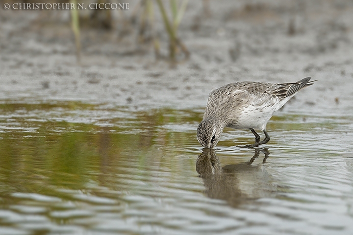 White-rumped Sandpiper