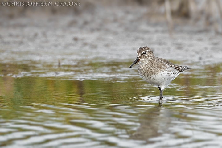 White-rumped Sandpiper