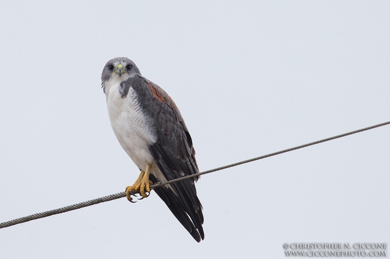 White-tailed Hawk