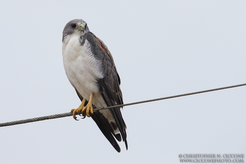 White-tailed Hawk