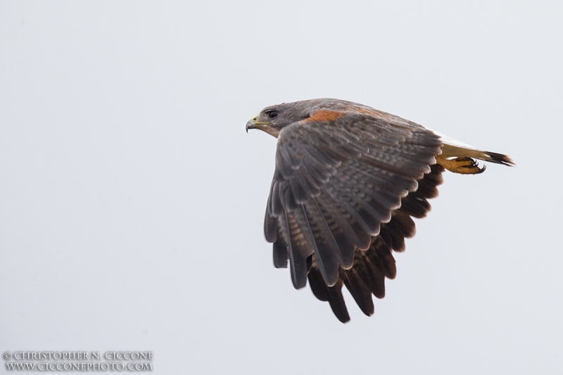 White-tailed Hawk