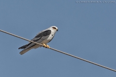 White-tailed Kite