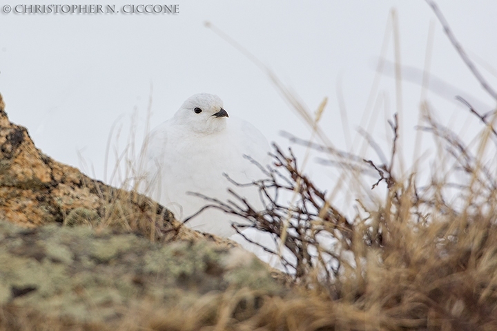 White-tailed Ptarmigan