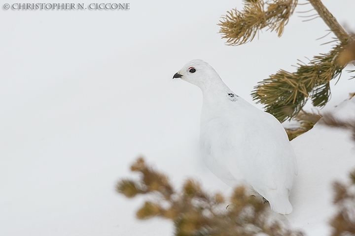 White-tailed Ptarmigan