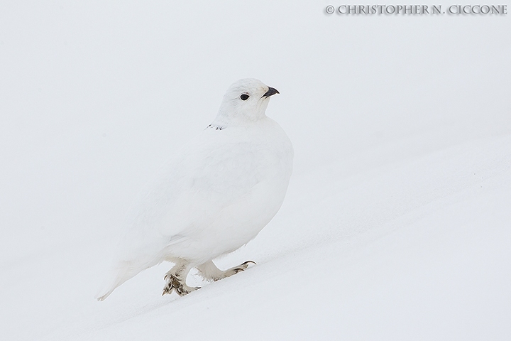 White-tailed Ptarmigan