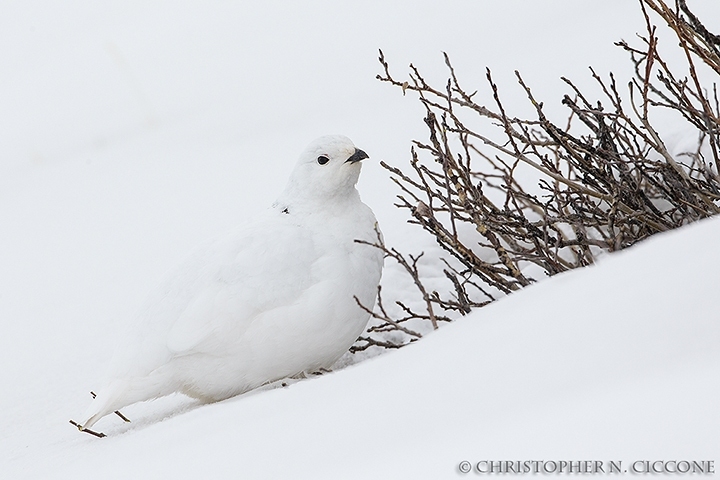 White-tailed Ptarmigan