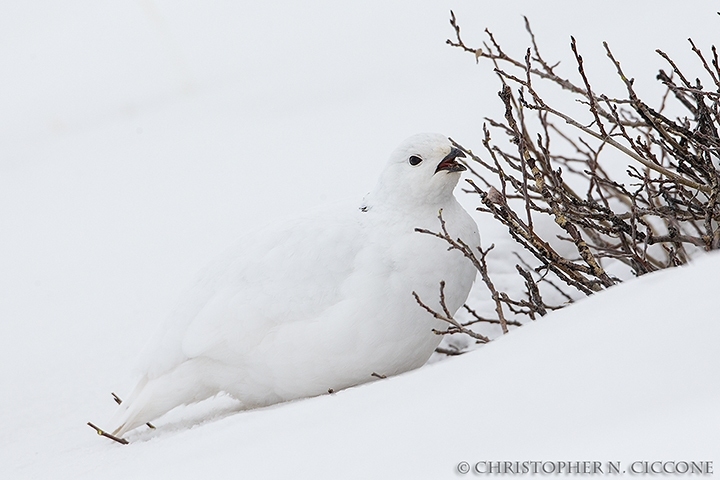 White-tailed Ptarmigan