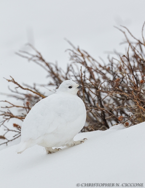 White-tailed Ptarmigan