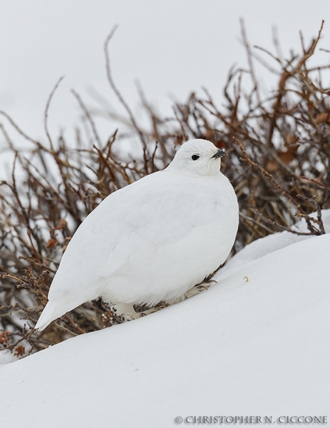 White-tailed Ptarmigan