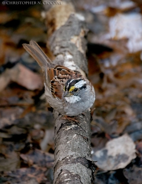 White-throated Sparrow