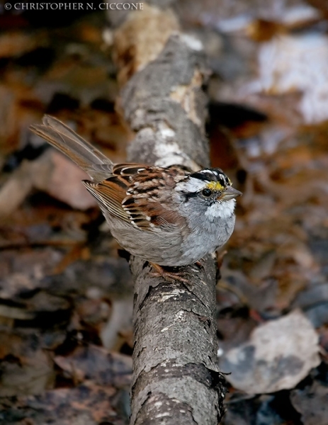 White-throated Sparrow