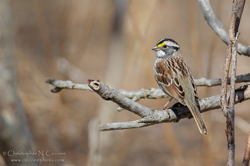 White-throated Sparrow