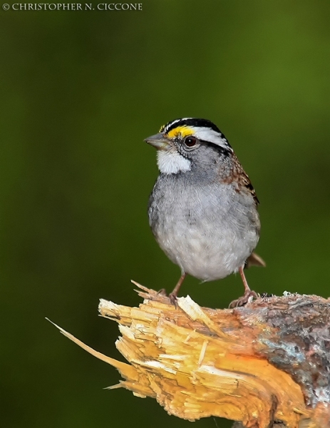 White-throated Sparrow