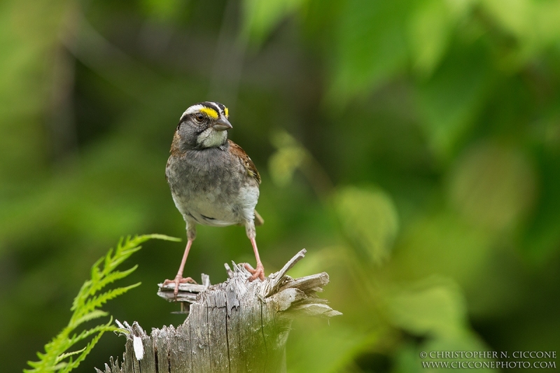 White-throated Sparrow