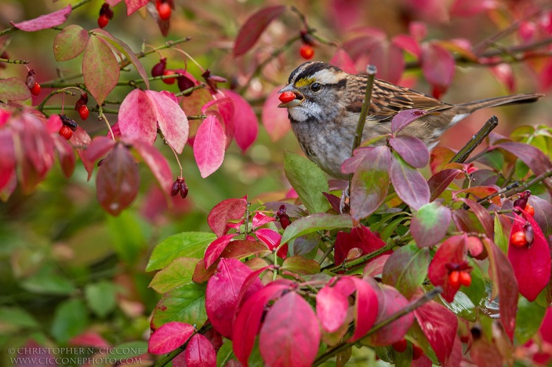 White-throated Sparrow