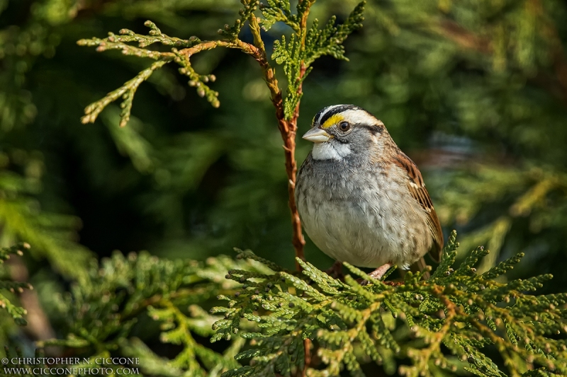 White-throated Sparrow