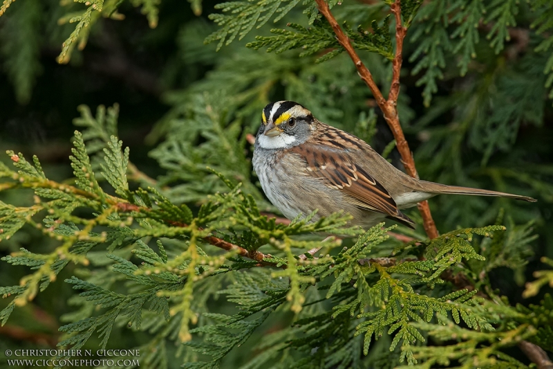 White-throated Sparrow