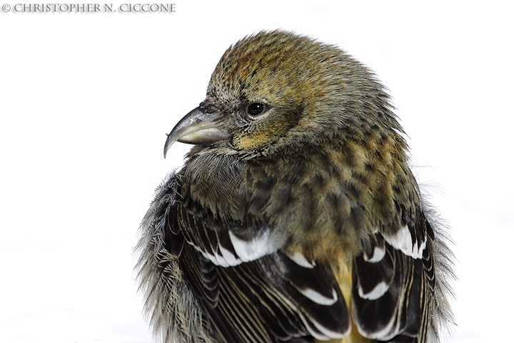 White-winged Crossbill