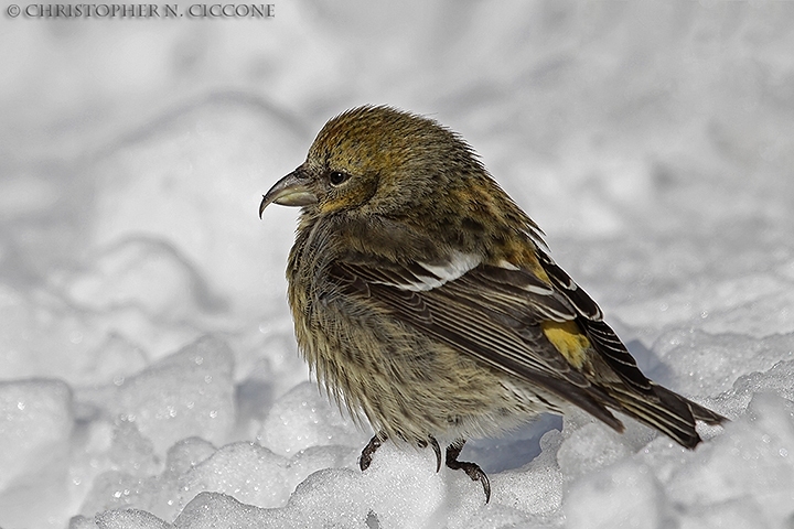 White-winged Crossbill