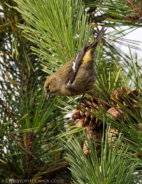 White-winged Crossbill