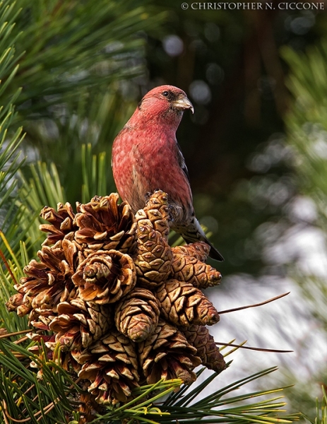 White-winged Crossbill