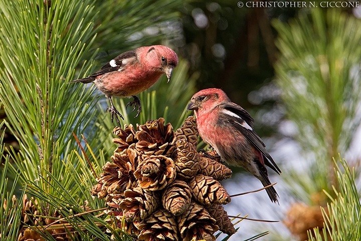 White-winged Crossbill