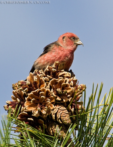 White-winged Crossbill