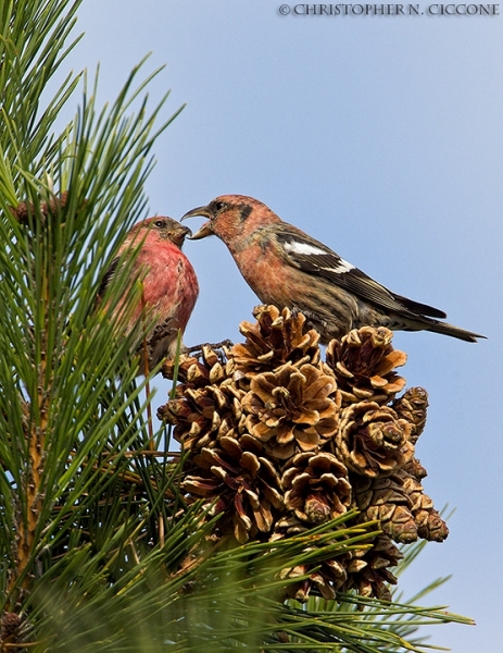 White-winged Crossbill