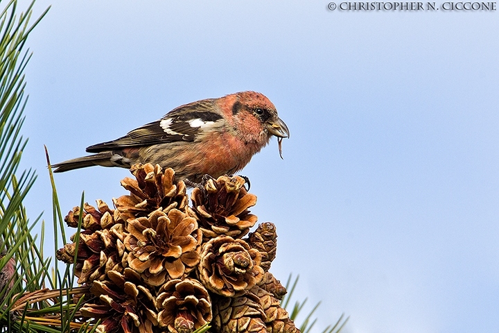 White-winged Crossbill