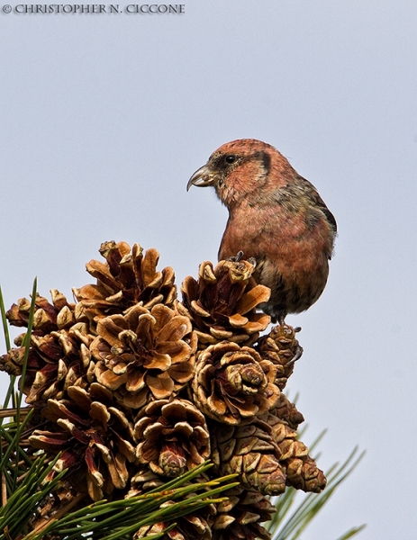 White-winged Crossbill