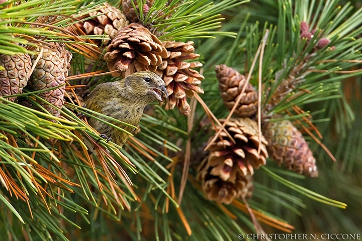 White-winged Crossbill