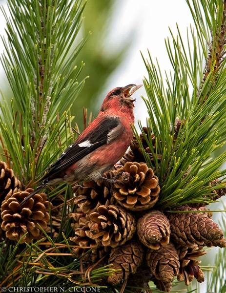 White-winged Crossbill