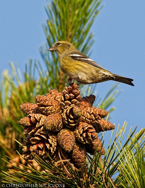 White-winged Crossbill