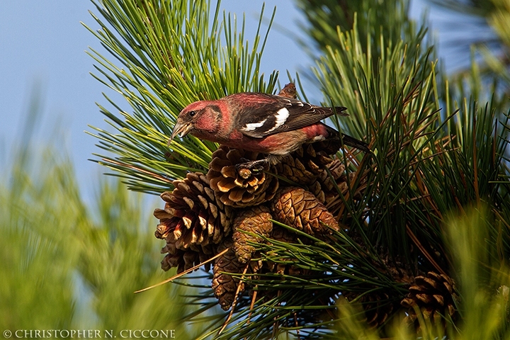 White-winged Crossbill