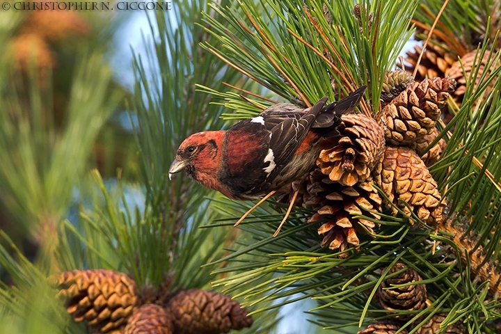 White-winged Crossbill