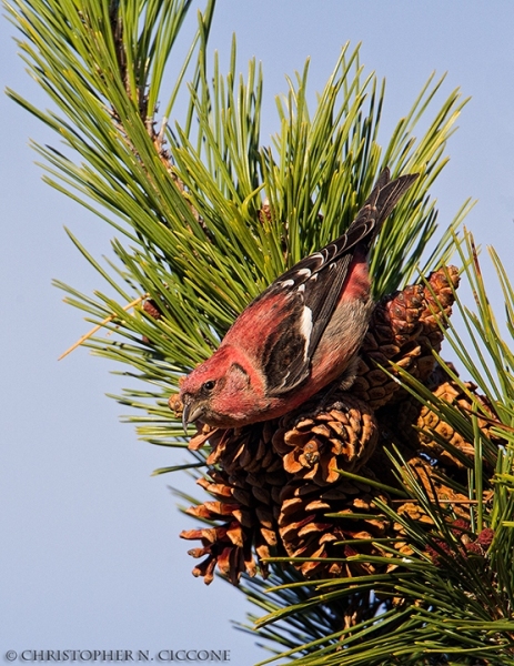 White-winged Crossbill