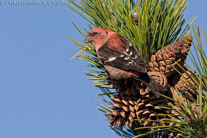 White-winged Crossbill