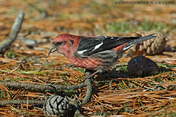 White-winged Crossbill