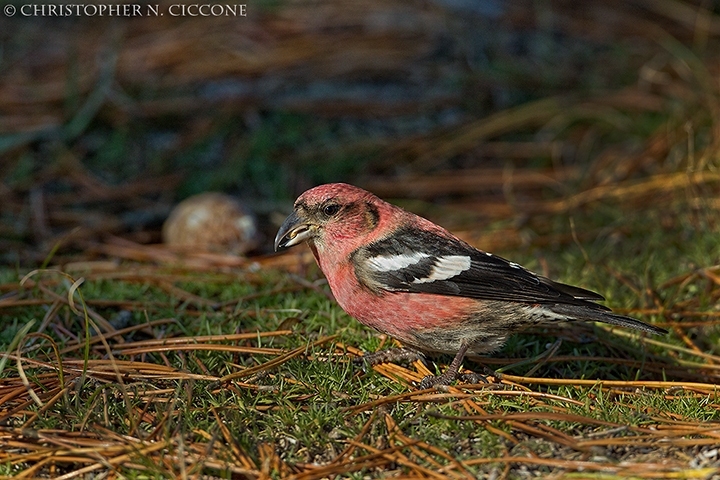 White-winged Crossbill