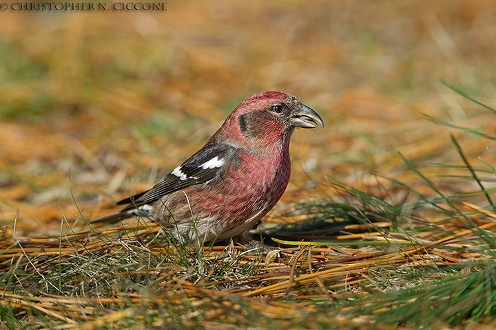 White-winged Crossbill