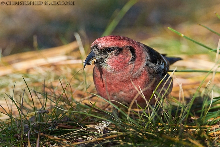 White-winged Crossbill