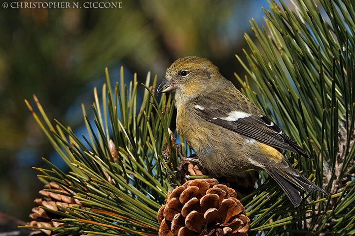 White-winged Crossbill