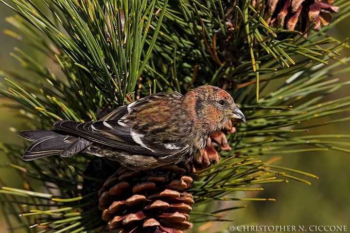 White-winged Crossbill