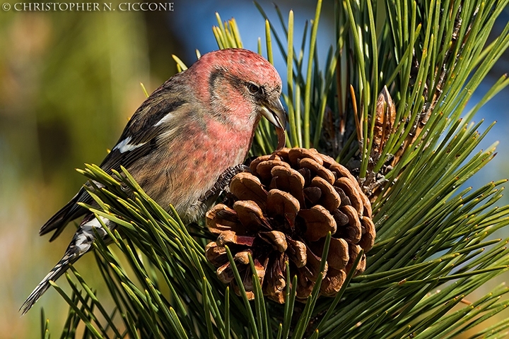 White-winged Crossbill