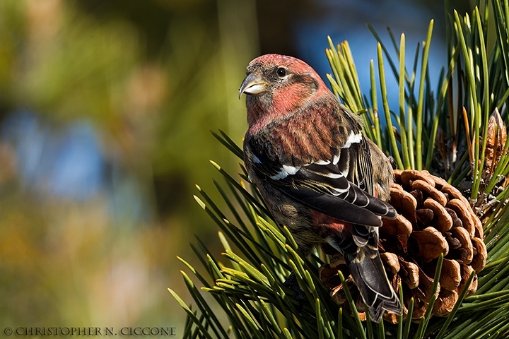 White-winged Crossbill