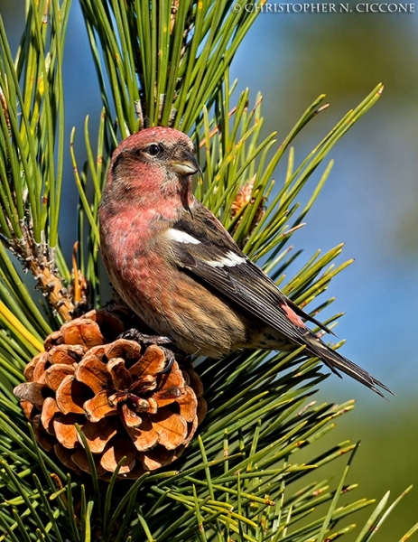 White-winged Crossbill