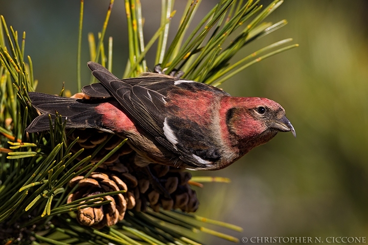 White-winged Crossbill