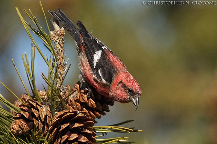 White-winged Crossbill