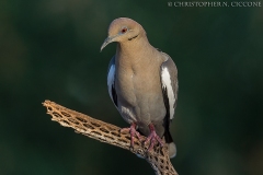 White-winged Dove