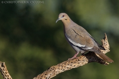 White-winged Dove